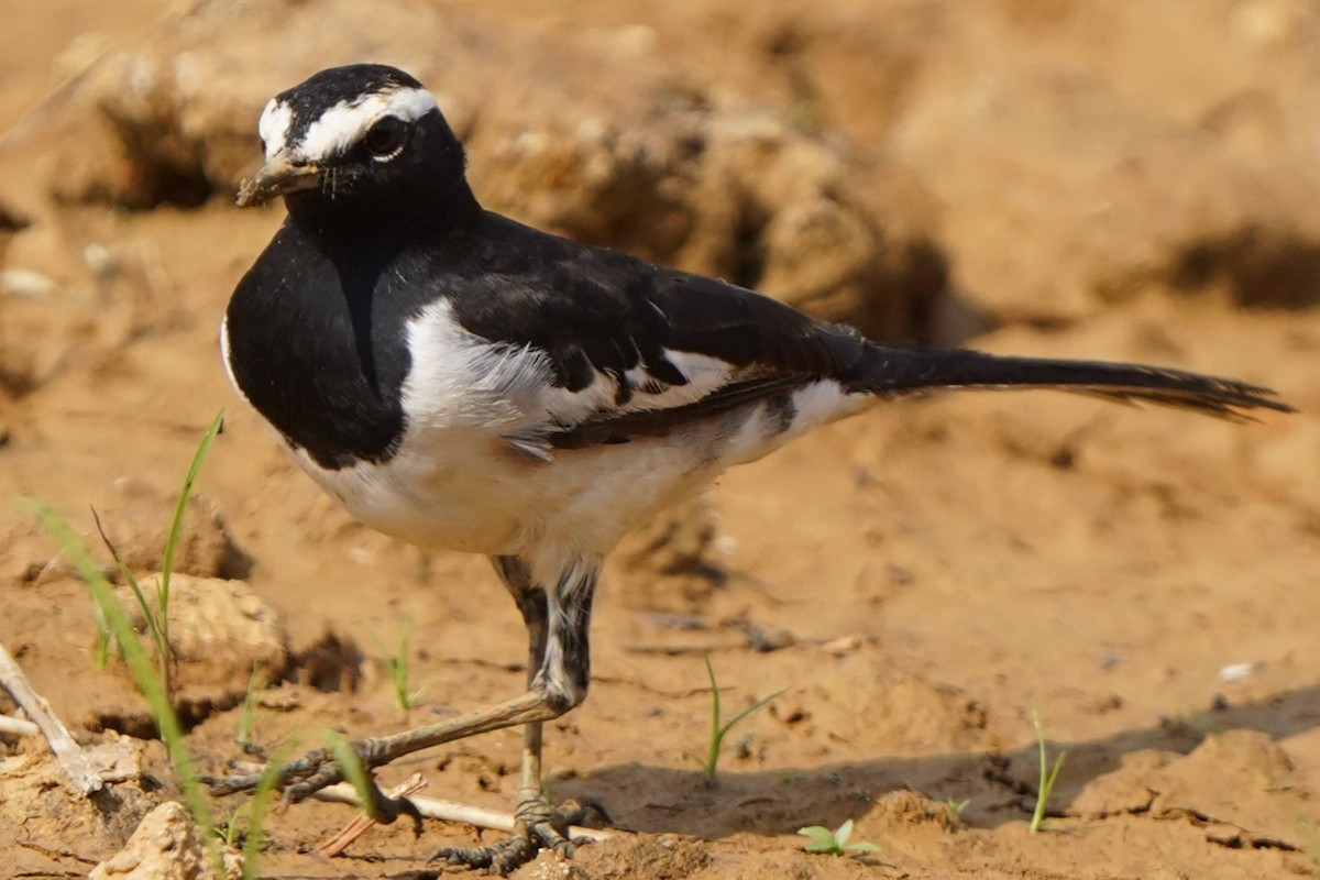 White-browed Wagtail - ML646250310