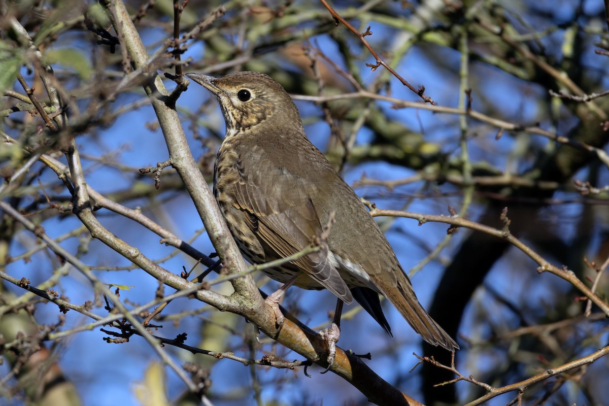 Song Thrush - ML646250316