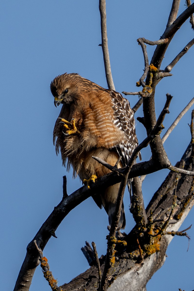 Red-shouldered Hawk - ML646250318
