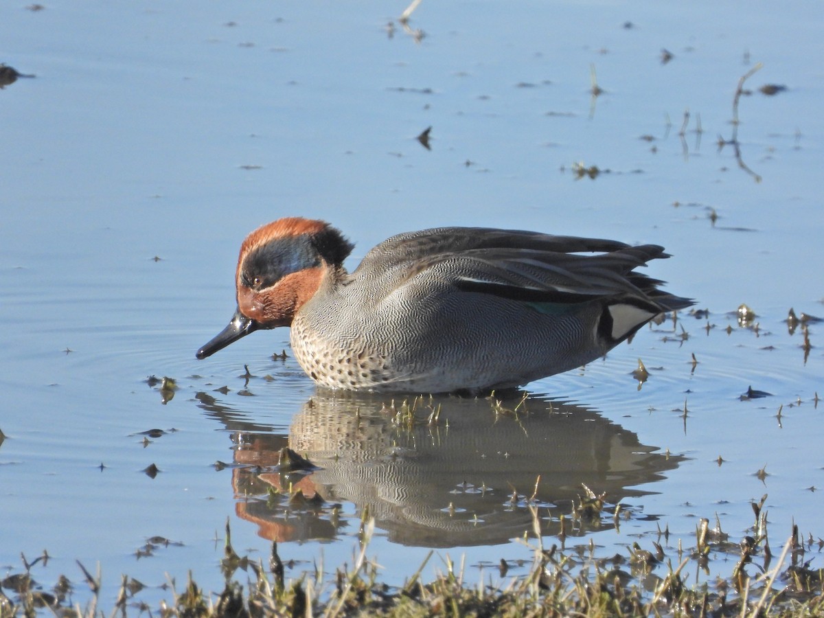 コガモ - ML646250319