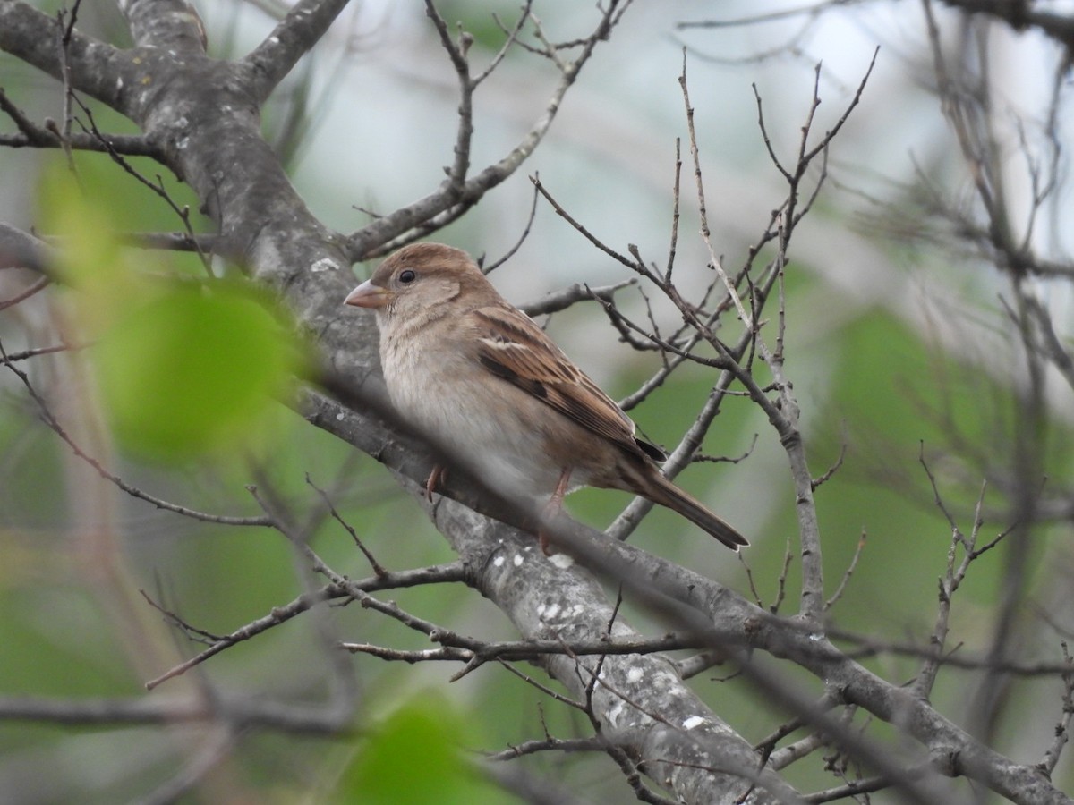 Gorrión Común - ML646250321