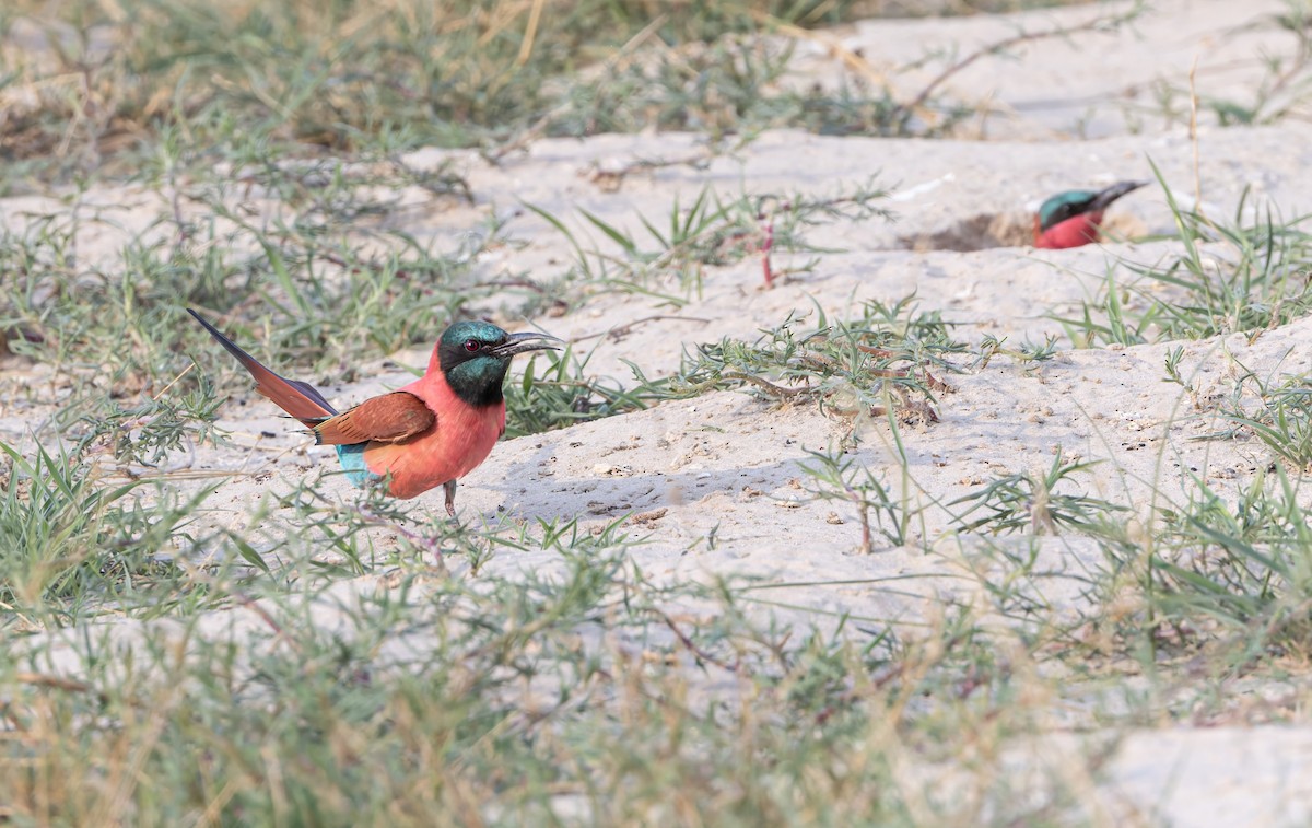 שרקרק ורוד - ML646250323