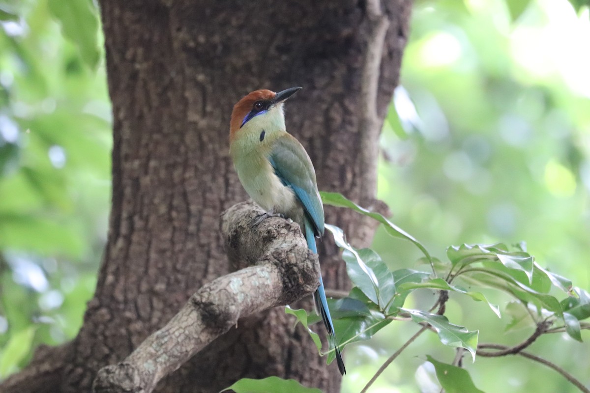 Russet-crowned Motmot - ML646250325