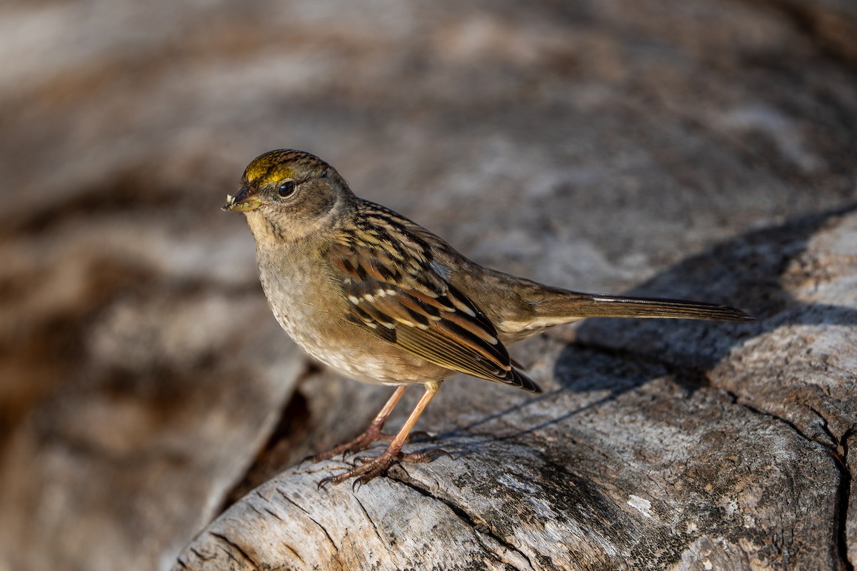 Golden-crowned Sparrow - ML646250326