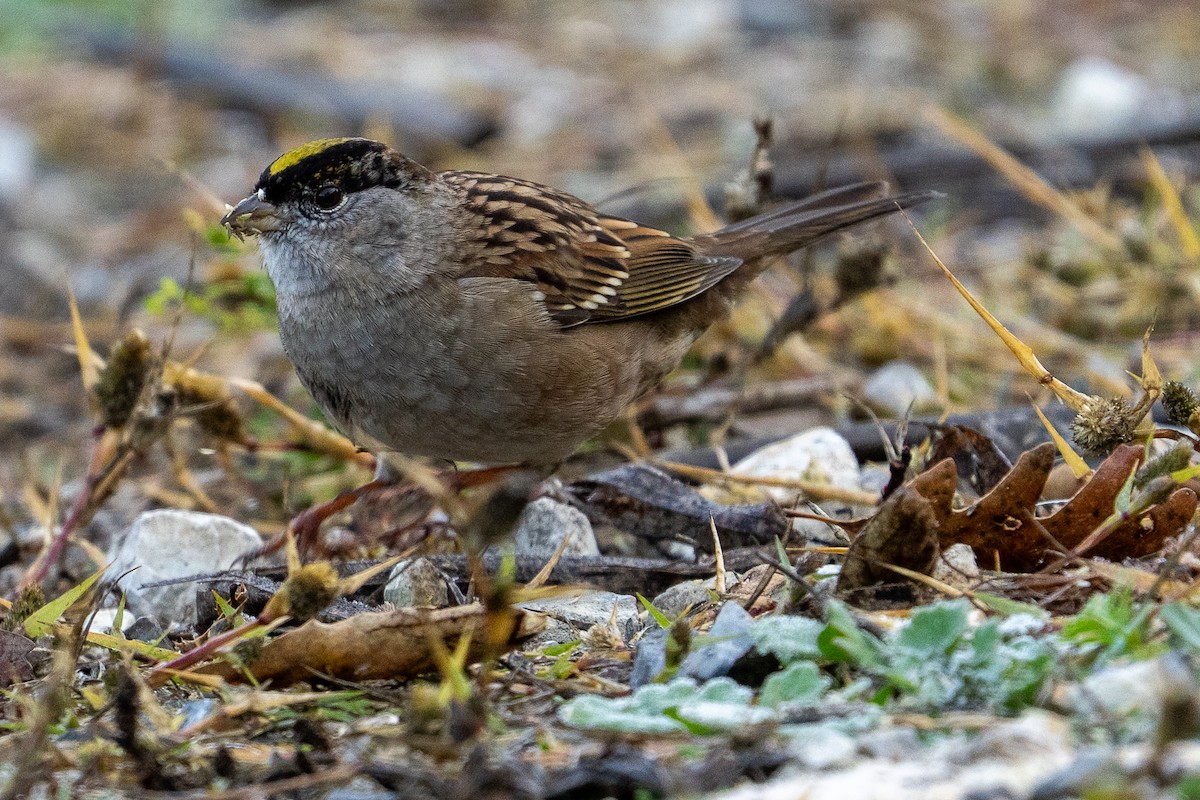 Golden-crowned Sparrow - ML646250327