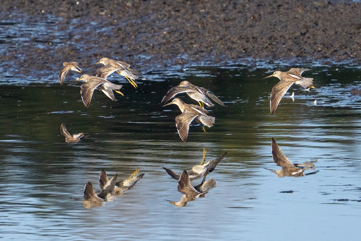 Long-billed Dowitcher - ML646250328