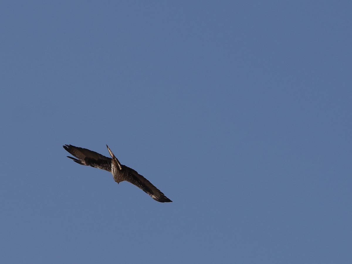 Bonelli's Eagle - ML646250330