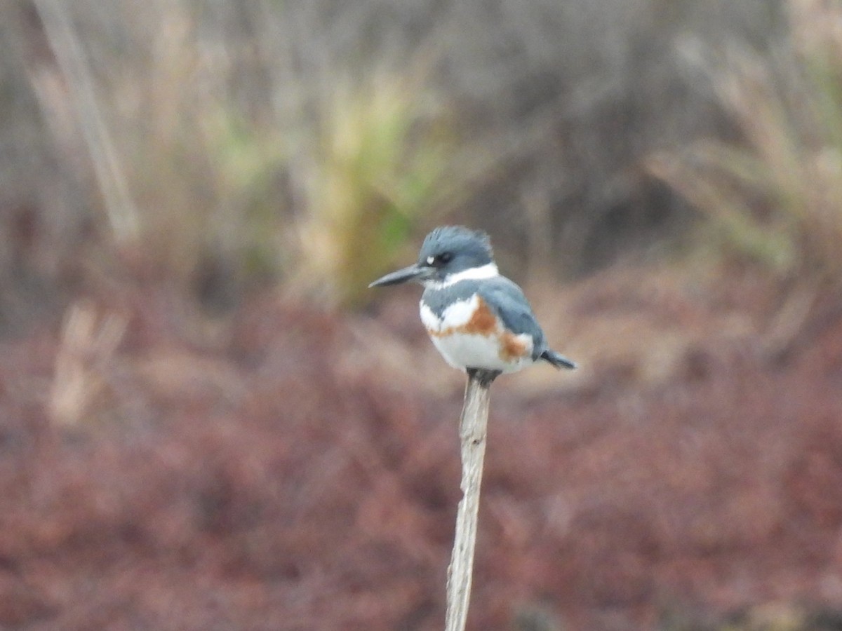 Belted Kingfisher - ML646250331