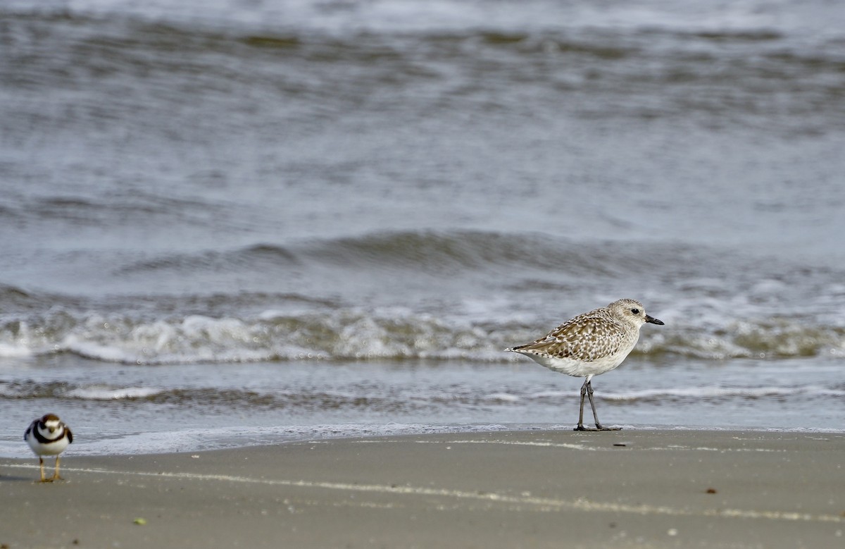 灰斑鴴 - ML646250337