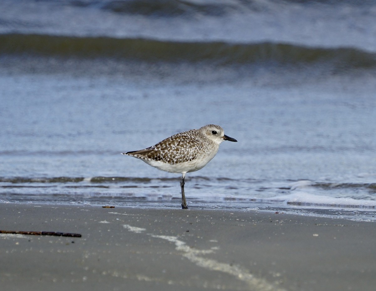 灰斑鴴 - ML646250338