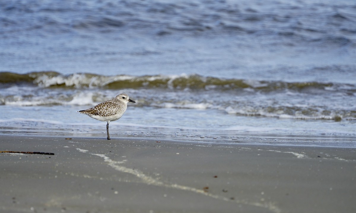 灰斑鴴 - ML646250339