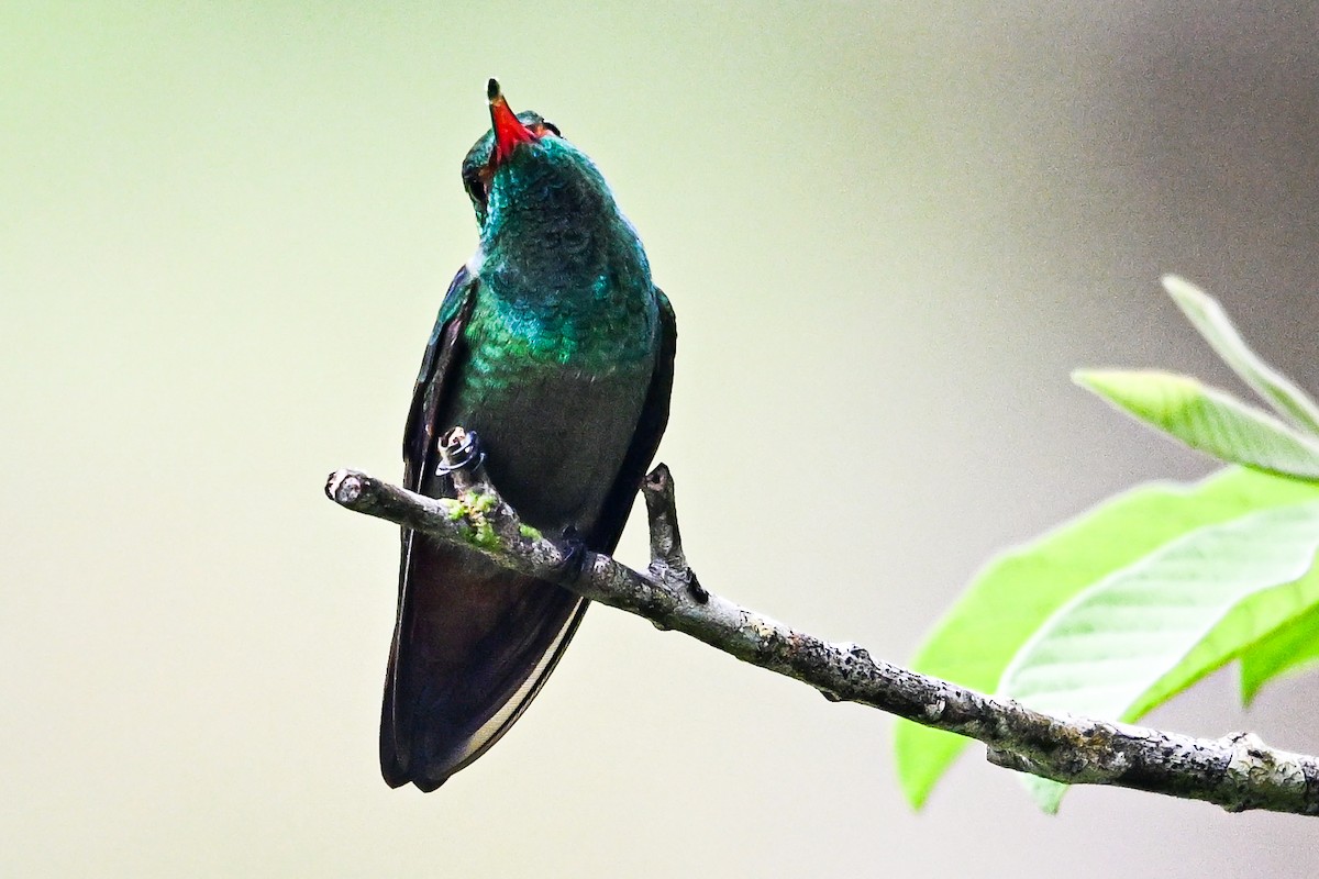 Rufous-tailed Hummingbird - ML646250340