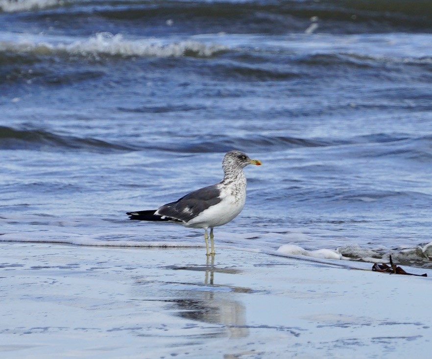 小黑背鷗 - ML646250352