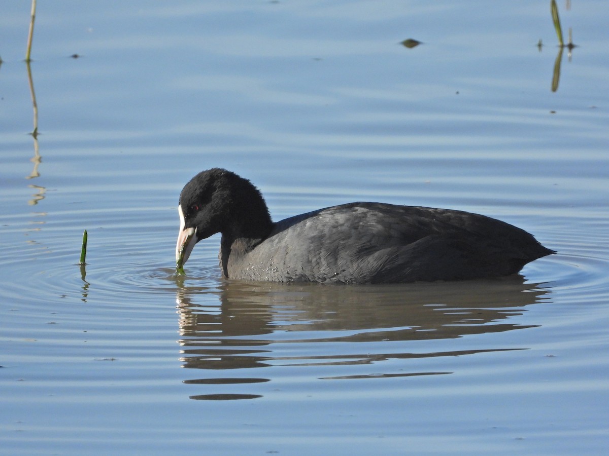 オオバン - ML646250355