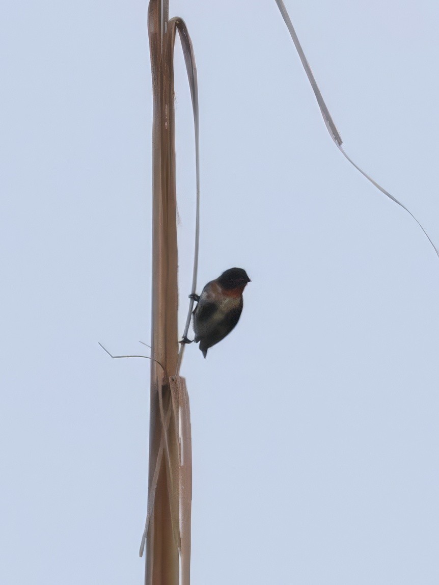 Mistletoebird - ML646250367