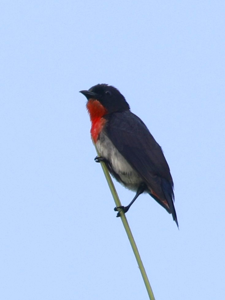 Mistletoebird - ML646250368