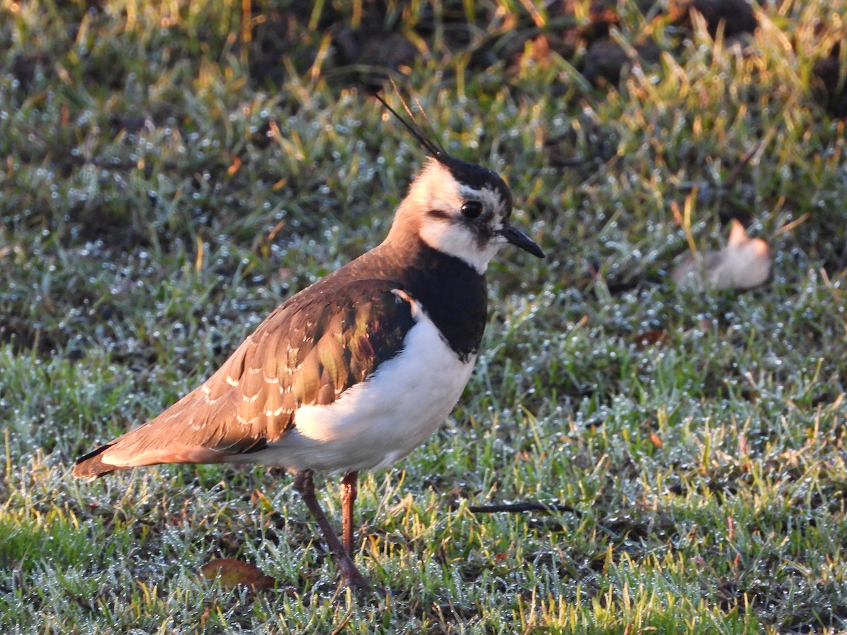 タゲリ - ML646250373