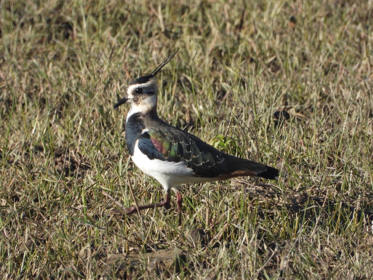 タゲリ - ML646250374