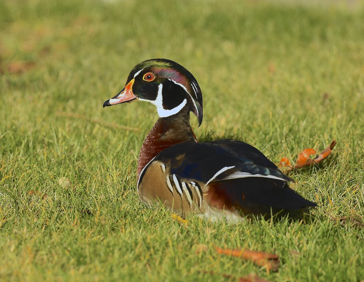 Anatra sposa - ML646250377