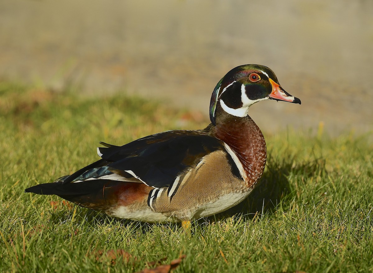 Anatra sposa - ML646250378