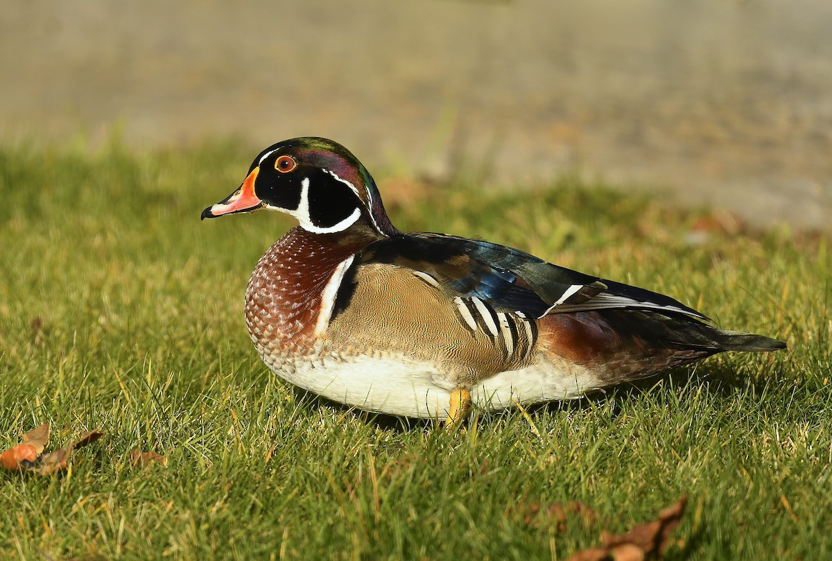 Anatra sposa - ML646250380