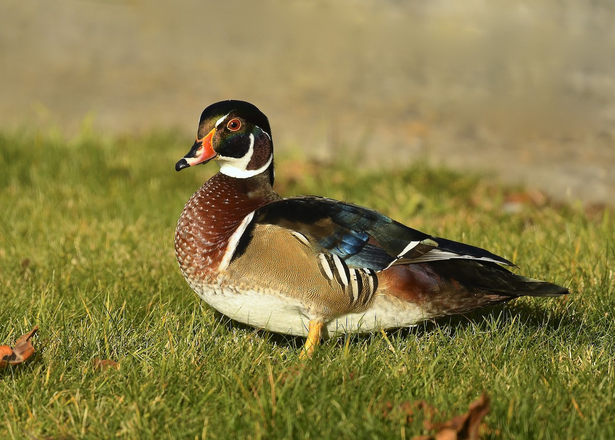 Anatra sposa - ML646250381