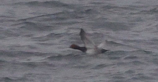 Redhead - ML646250385