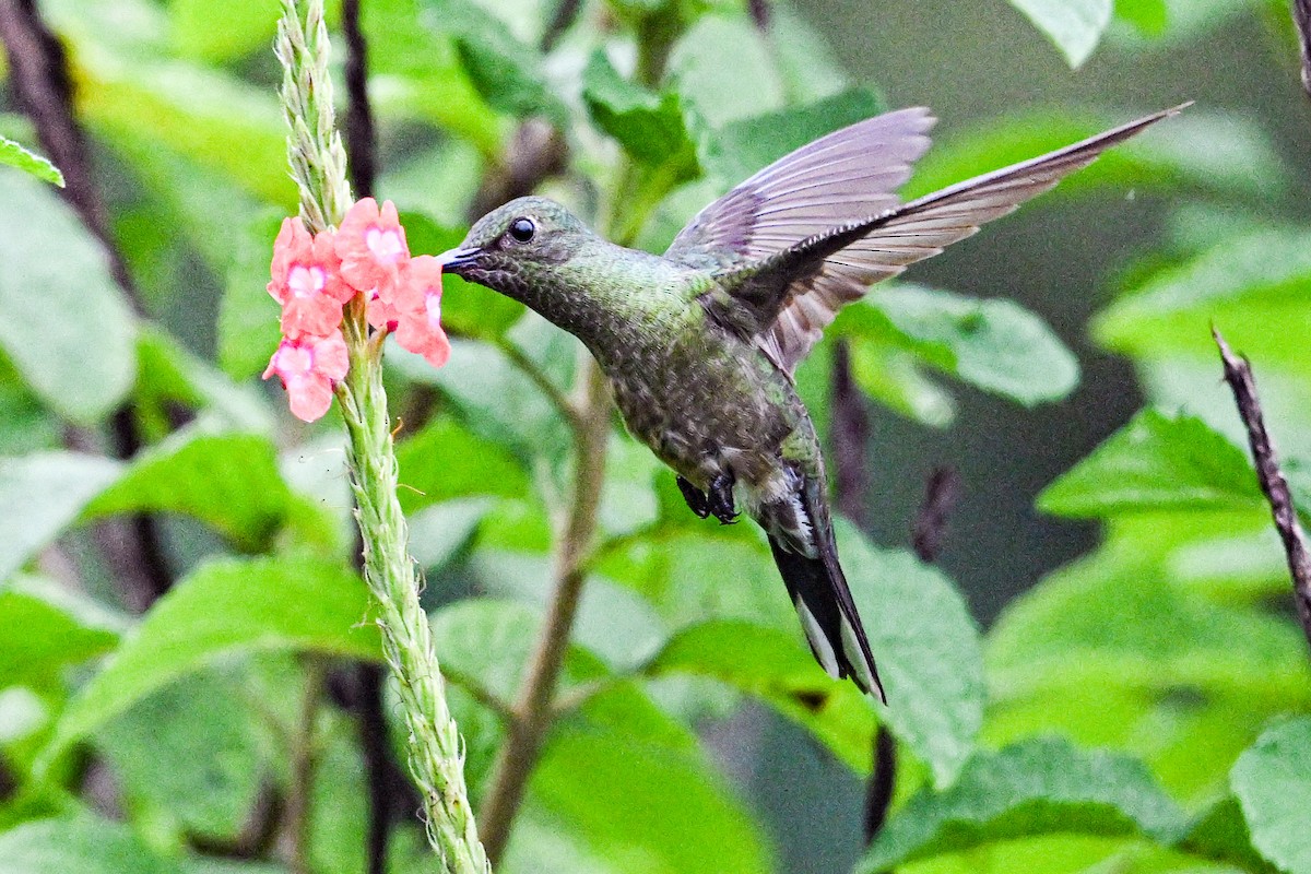 Schuppenbrustkolibri - ML646250386