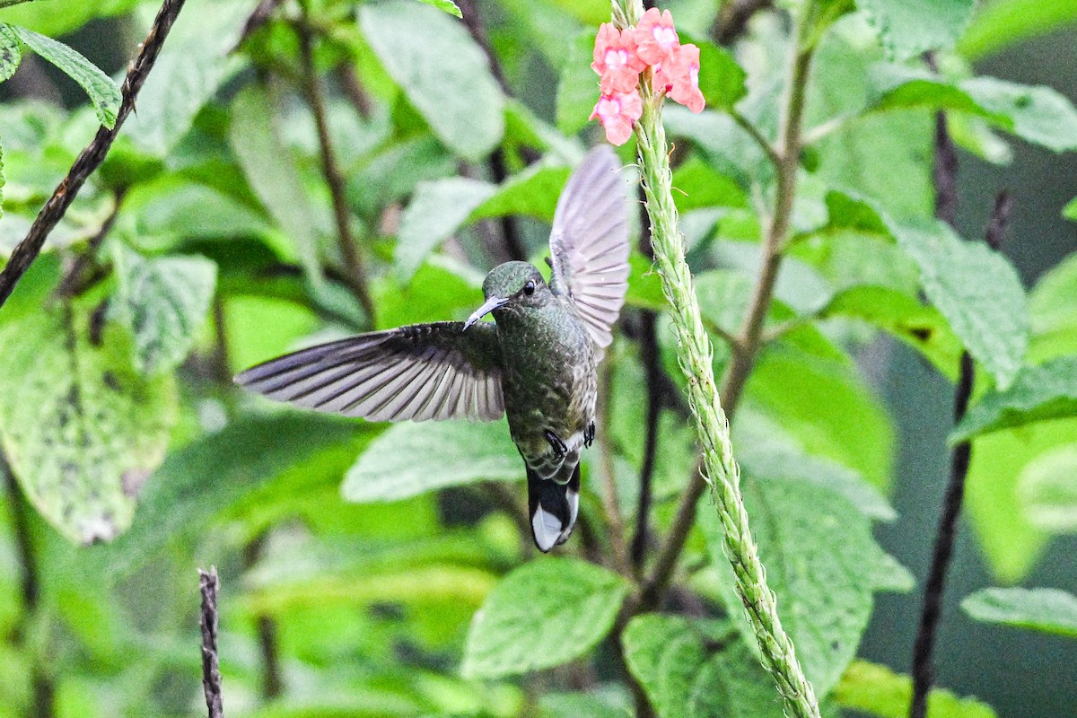 Schuppenbrustkolibri - ML646250387