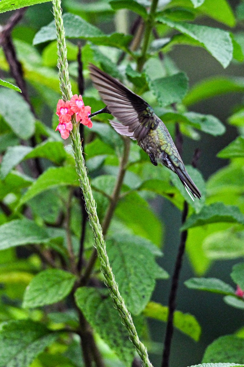 Schuppenbrustkolibri - ML646250388