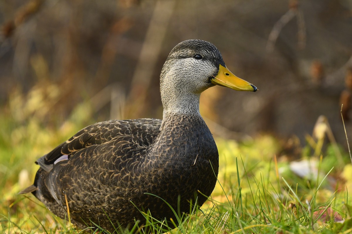 American Black Duck - ML646250389