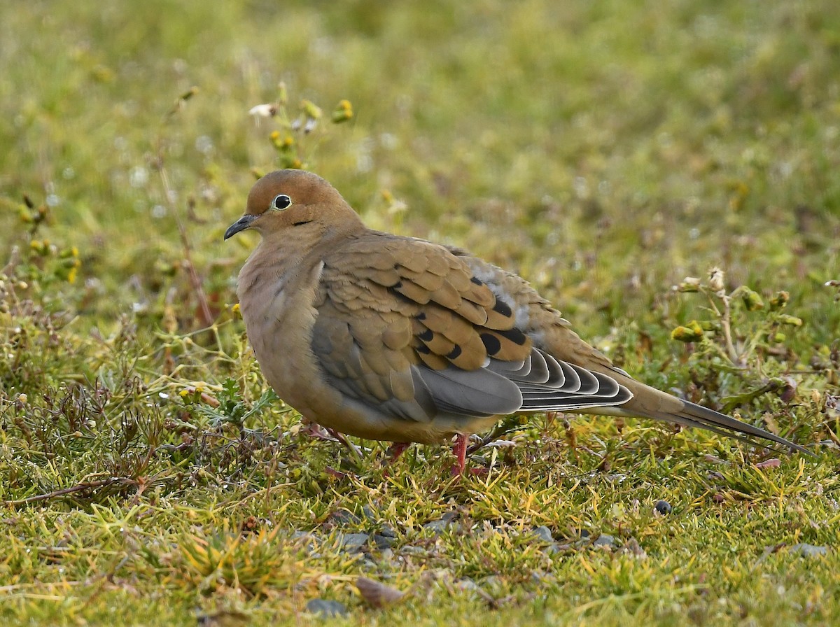 Mourning Dove - ML646250391
