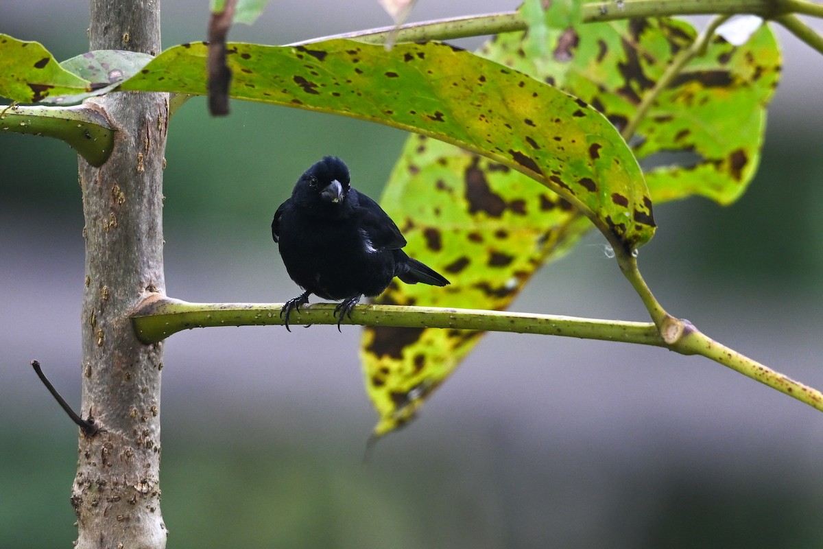 Variable Seedeater - ML646250392