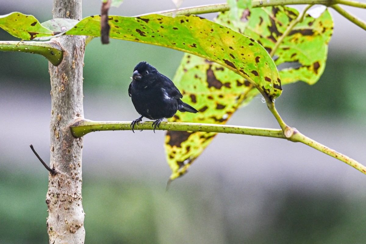 Variable Seedeater - ML646250393
