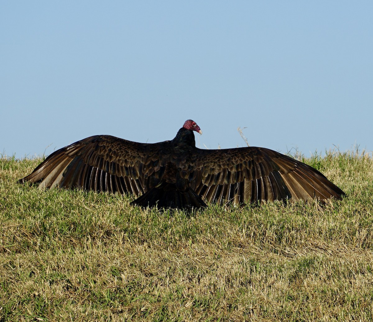 Turkey Vulture - ML646250394