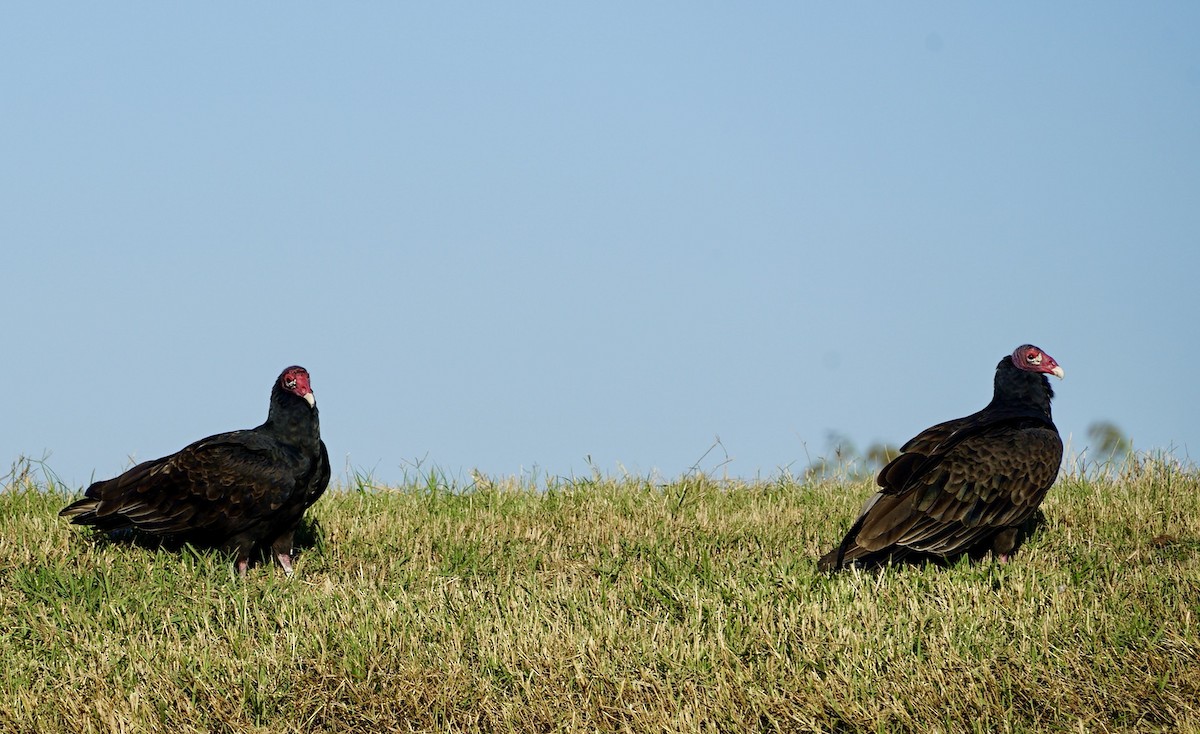 Turkey Vulture - ML646250395