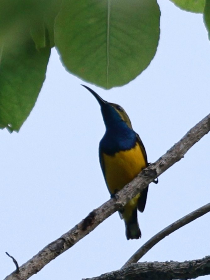 Sahul Sunbird - ML646250398