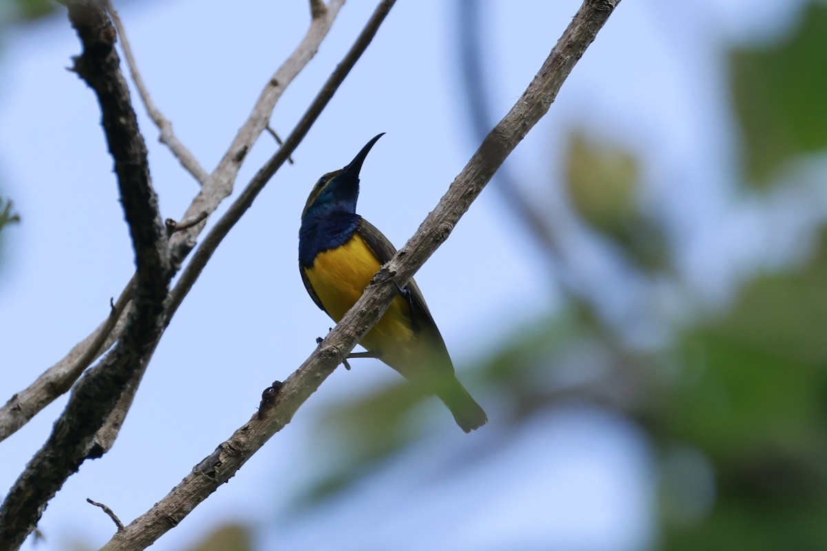 Sahul Sunbird - ML646250399