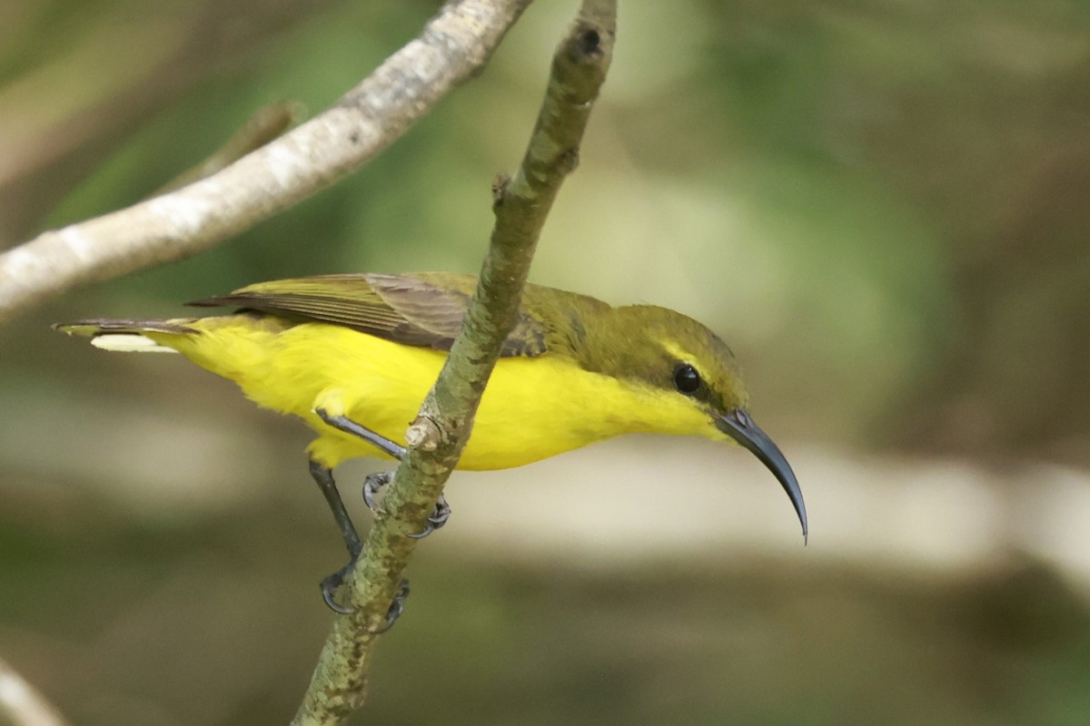 Sahul Sunbird - ML646250400