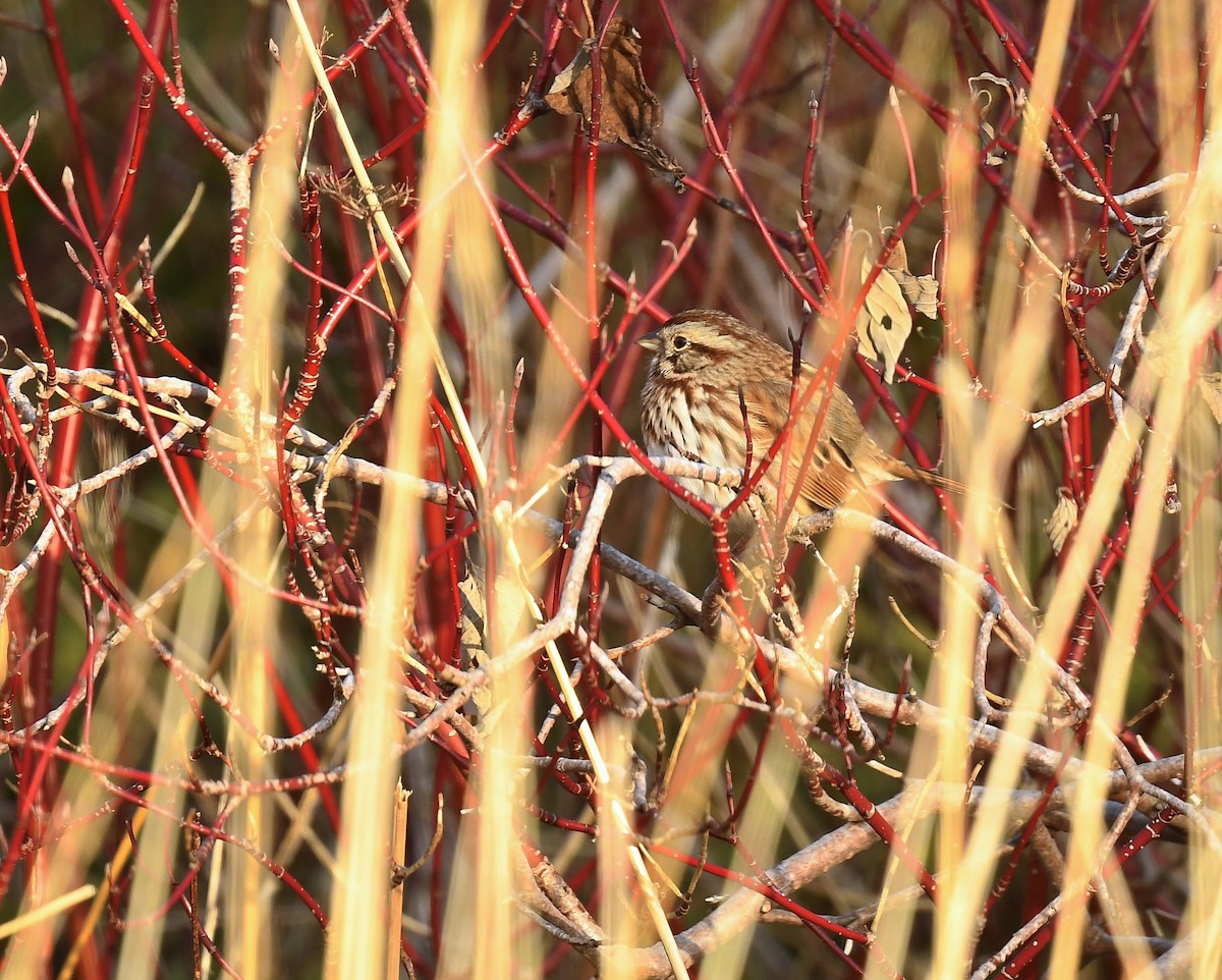 Song Sparrow - ML646250401