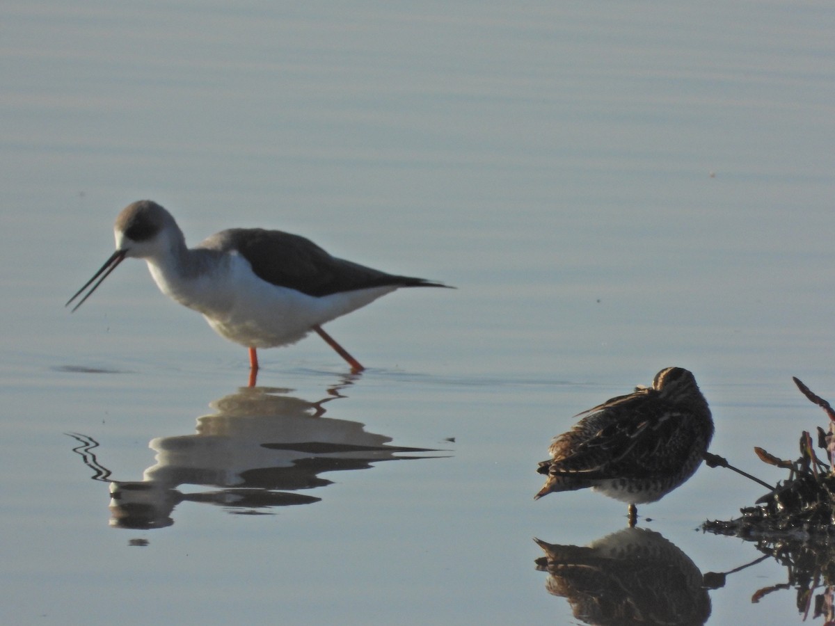 חרטומית ביצות - ML646250403