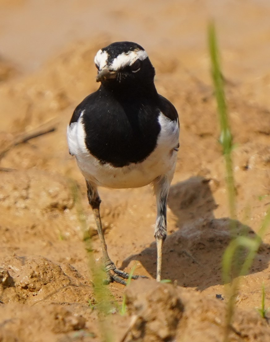 White-browed Wagtail - ML646250405