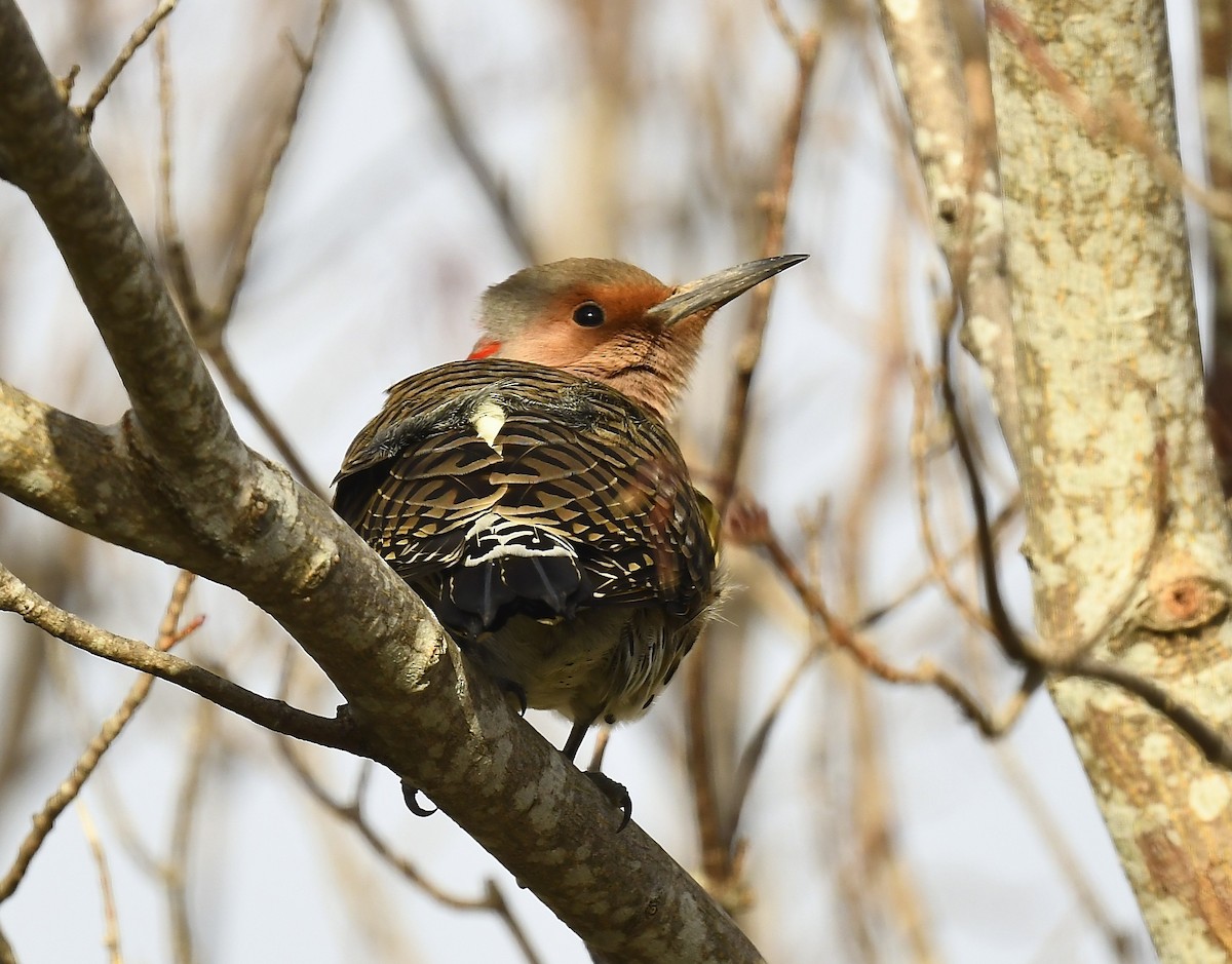 Northern Flicker - ML646250408