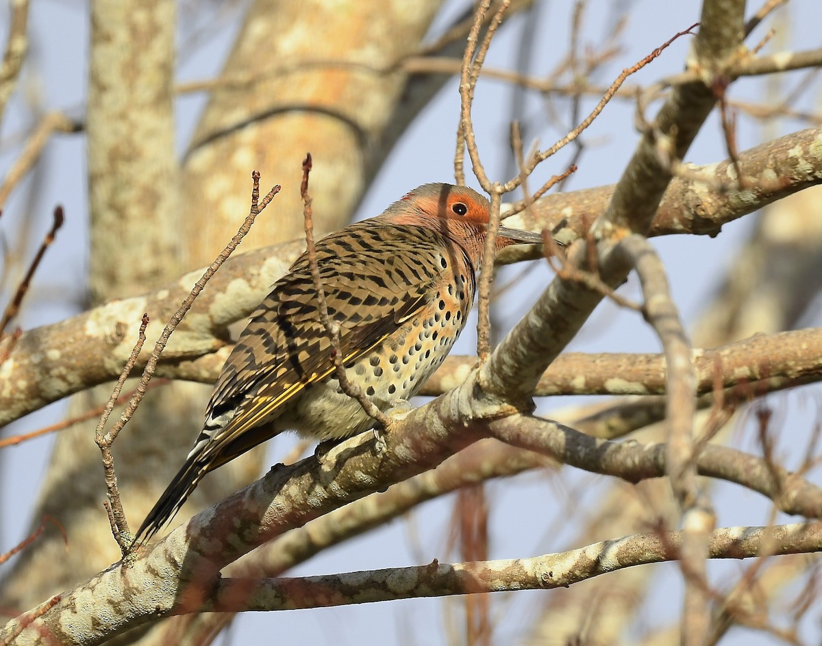 Northern Flicker - ML646250410