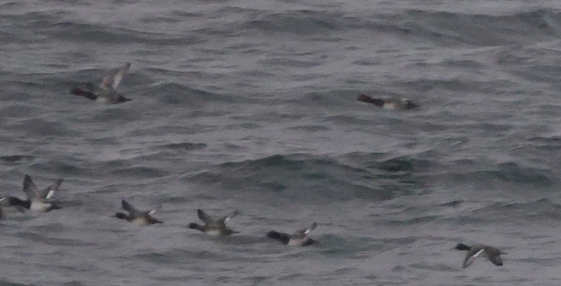 Redhead - ML646250412