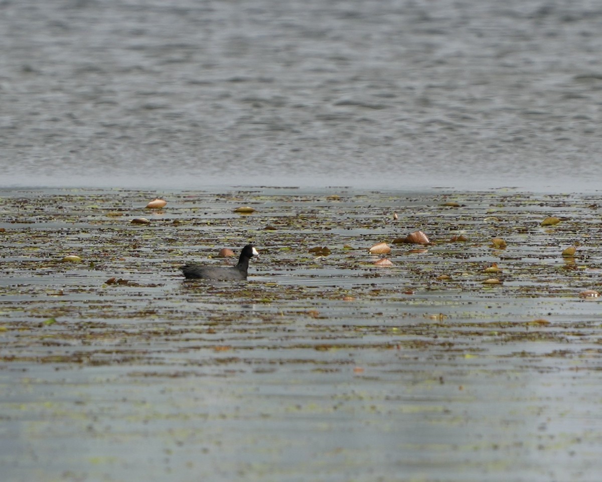 American Coot - ML646250413