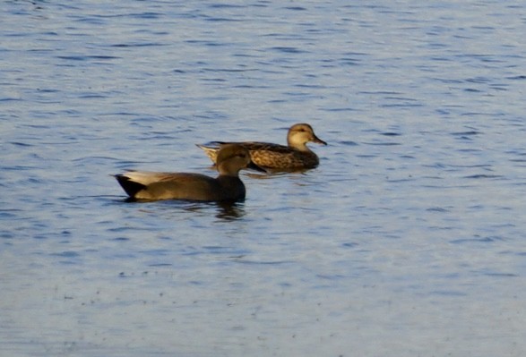 赤膀鴨 - ML646250416