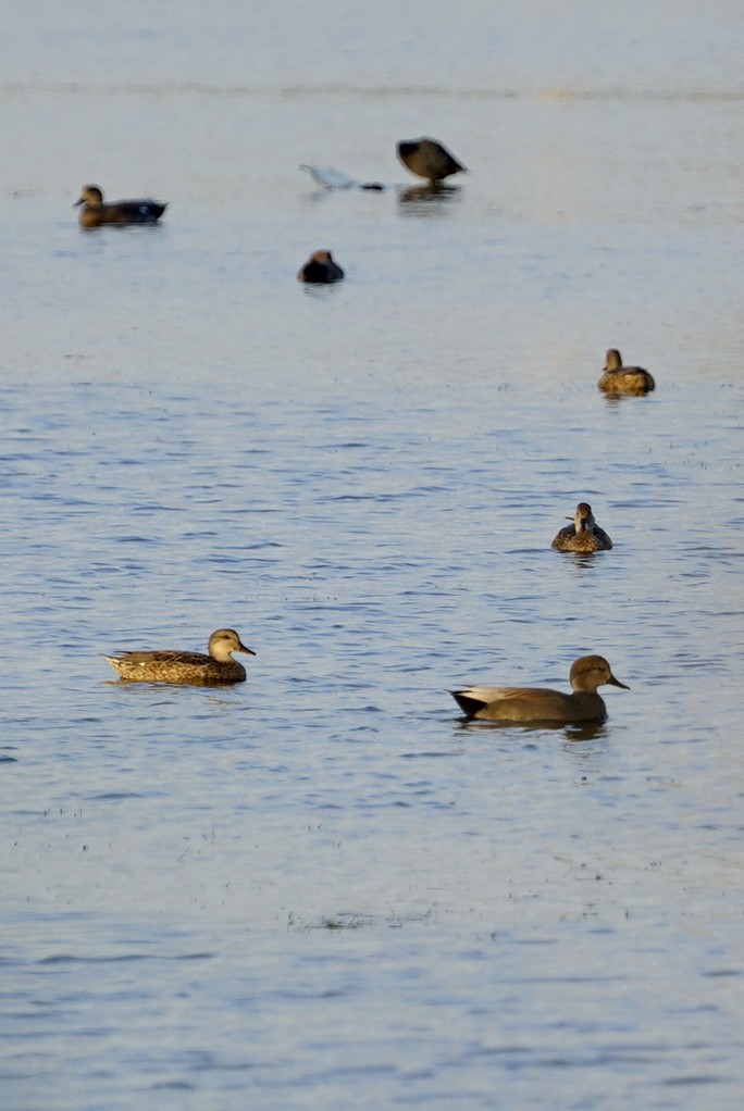 赤膀鴨 - ML646250417