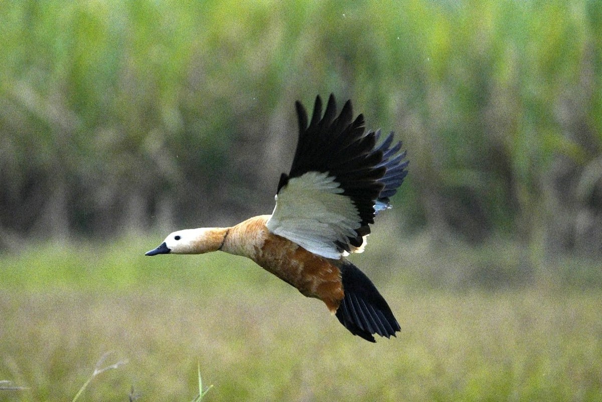 Ruddy Shelduck - ML646250419