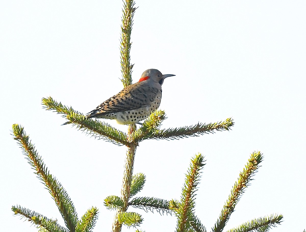 Northern Flicker - ML646250420
